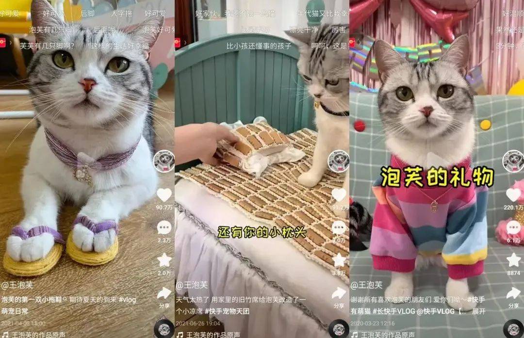 对话千万粉萌宠博主“王泡芙”：停更四个月，快手回归直播场观超500万