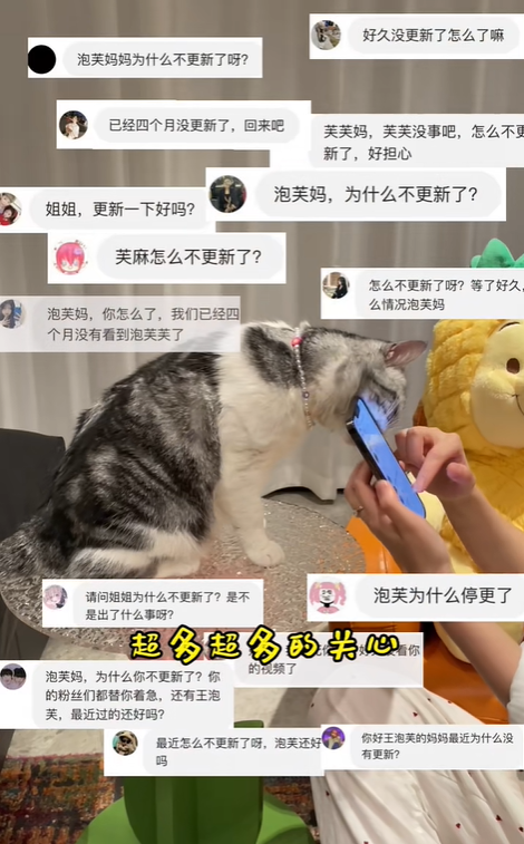 对话千万粉萌宠博主“王泡芙”：停更四个月，快手回归直播场观超500万