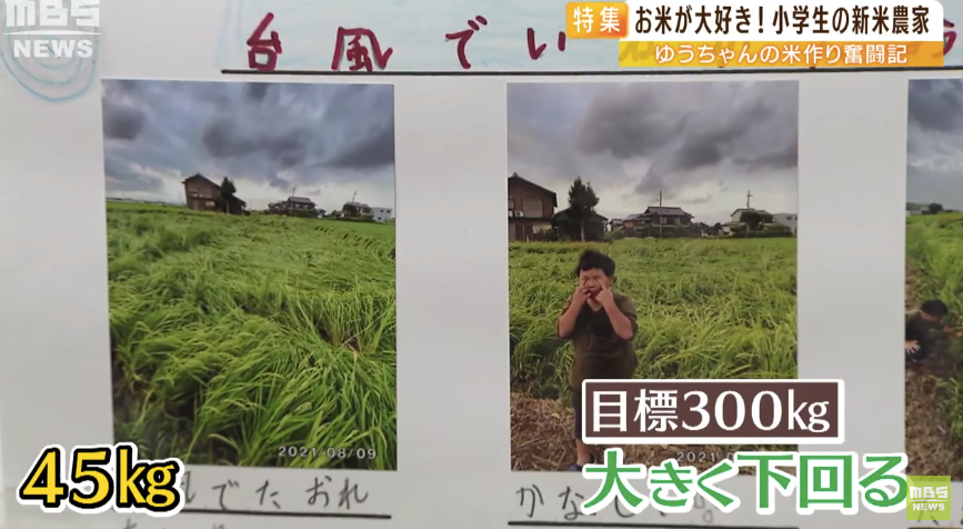 日本9岁小学生暑假租600㎡地，学会了种田，实现吃米饭自由！网友：动手能力比我强1000倍！