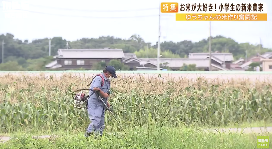 日本9岁小学生暑假租600㎡地,学会了种田,实现吃米饭自由!网友:动手能力比我强1000倍!