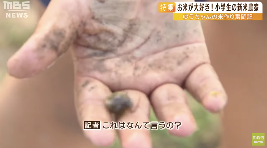 日本9岁小学生暑假租600㎡地，学会了种田，实现吃米饭自由！网友：动手能力比我强1000倍！