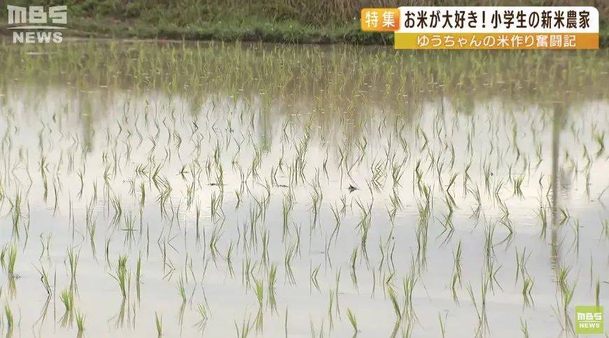 日本9岁小学生暑假租600㎡地,学会了种田,实现吃米饭自由!网友:动手能力比我强1000倍!