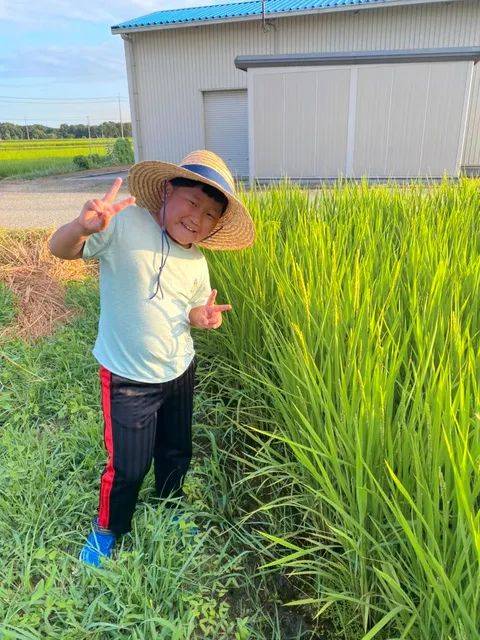 日本9岁小学生暑假租600㎡地，学会了种田，实现吃米饭自由！网友：动手能力比我强1000倍！