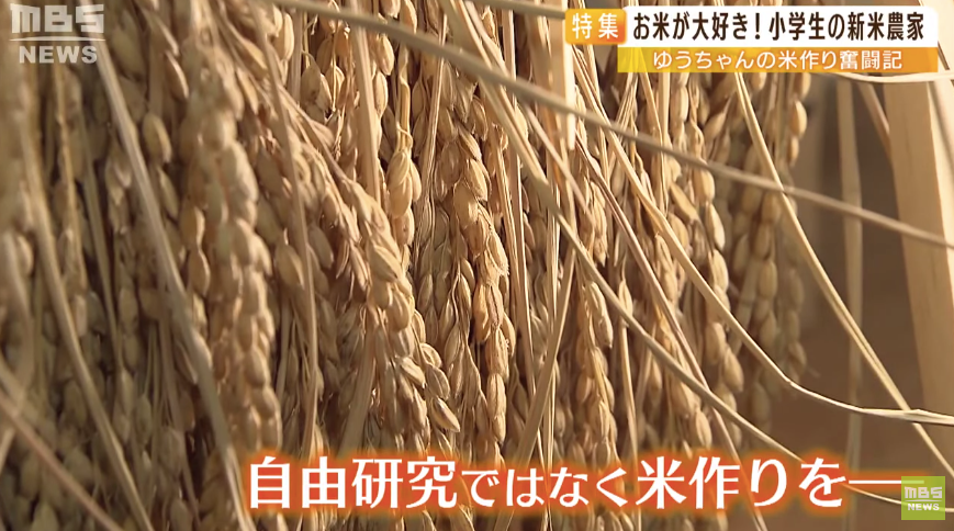 日本9岁小学生暑假租600㎡地,学会了种田,实现吃米饭自由!网友:动手能力比我强1000倍!