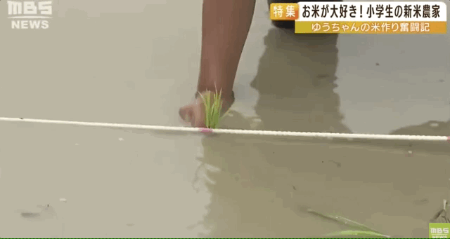日本9岁小学生暑假租600㎡地,学会了种田,实现吃米饭自由!网友:动手能力比我强1000倍!