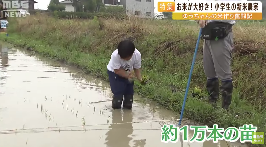 日本9岁小学生暑假租600㎡地,学会了种田,实现吃米饭自由!网友:动手能力比我强1000倍!