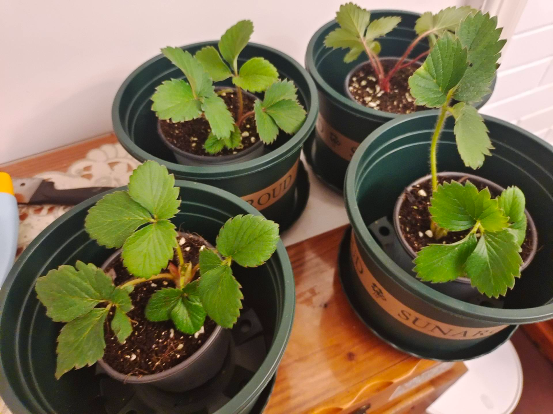 爬行成风潮，大学生迷惑行为大赏