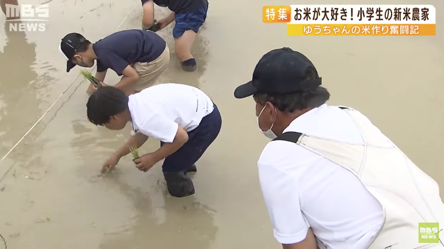 日本9岁小学生暑假租600㎡地,学会了种田,实现吃米饭自由!网友:动手能力比我强1000倍!