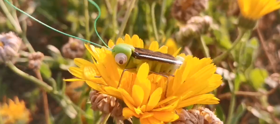 爬行成风潮，大学生迷惑行为大赏