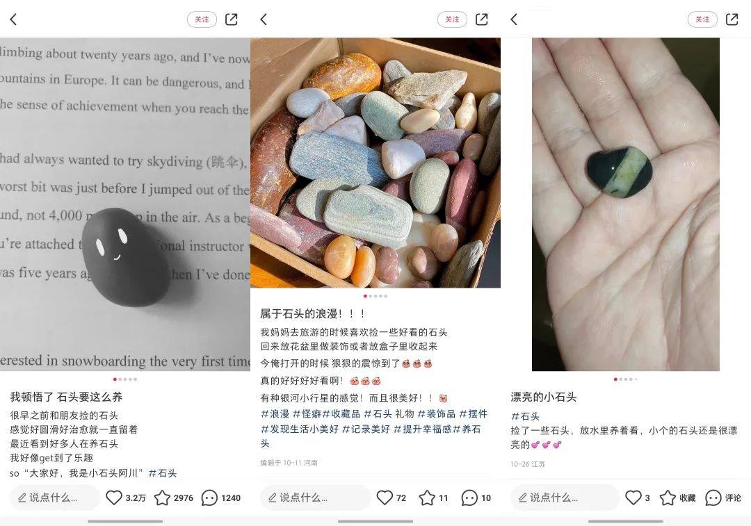 猫猫狗狗失宠了?这届年轻人竟然养起了「石头」