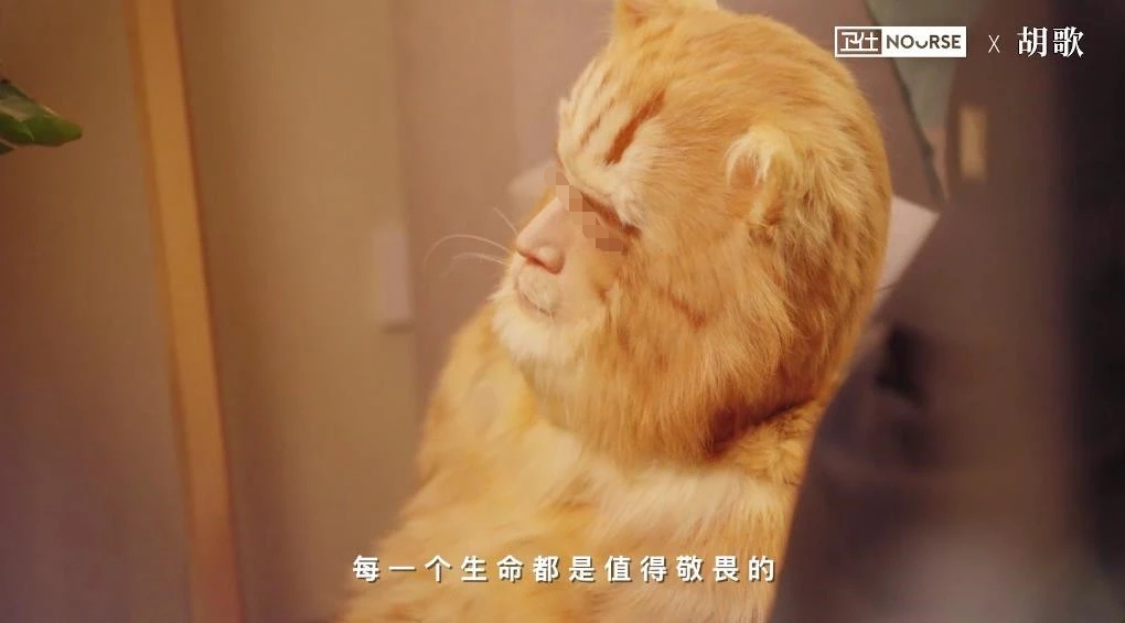 胡歌代言翻车，四猫丧命？