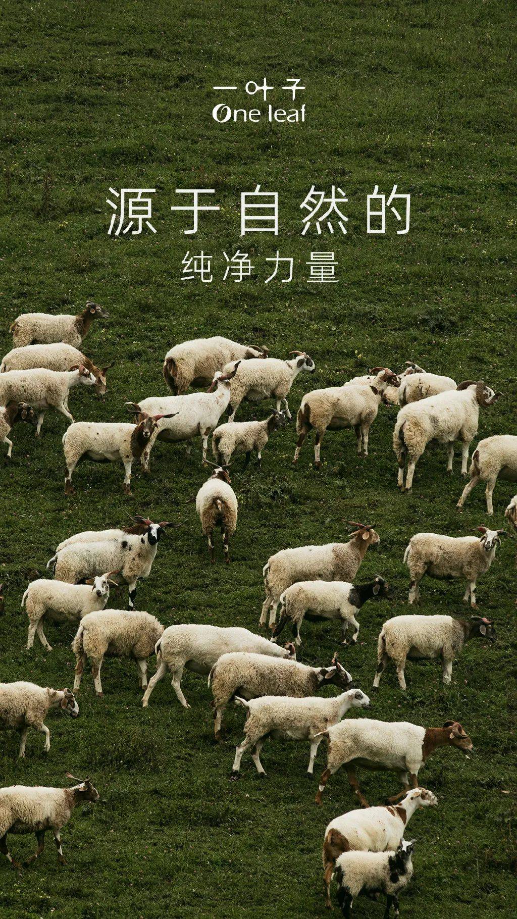 携手艺术家“复活”一只鸟？一叶子与地球展开对话